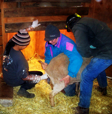 Native filipino and RealRancher Lovella Dawn Price pulls a kid goat when its mother had trouble during birthing.