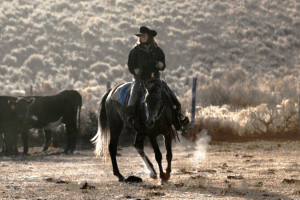 Rancher Nikki Marincic watches the Price-Sommers cattle during fall gather near Pinedale, Wyo.