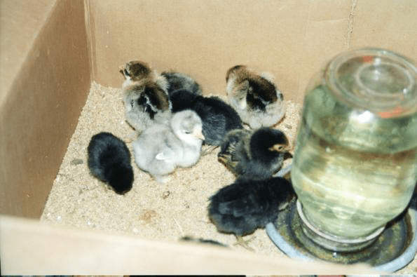 RealRancher Jonita Sommers discusses caring for chickens and baby chicks including feeding them anitibiotics.