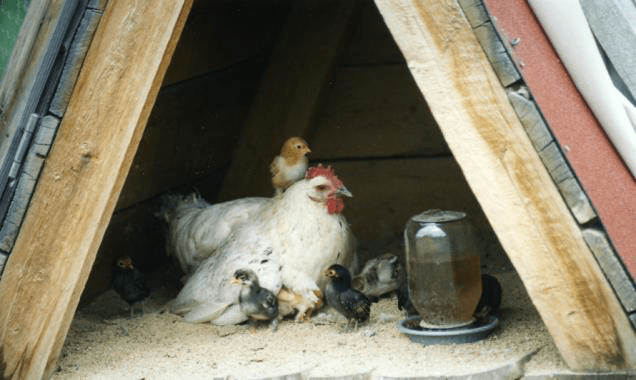 RealRancher Jonita Sommers discusses caring for chickens and baby chicks including hooking the chicks onto a mother hen.
