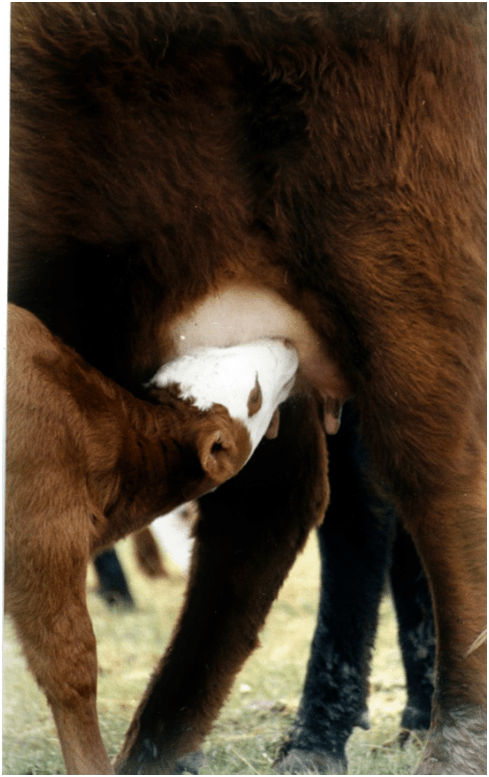 Wyoming Hereford calf nurses from its mother during calving season.
