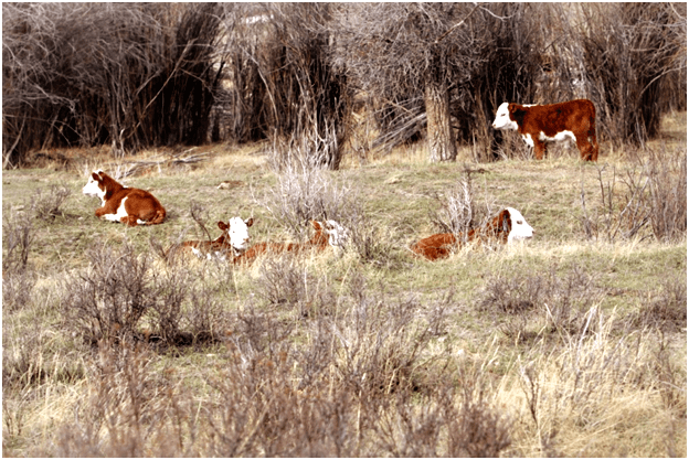 Hereford calves rest in the sunshine during calving season in Sublette County Wyoming.