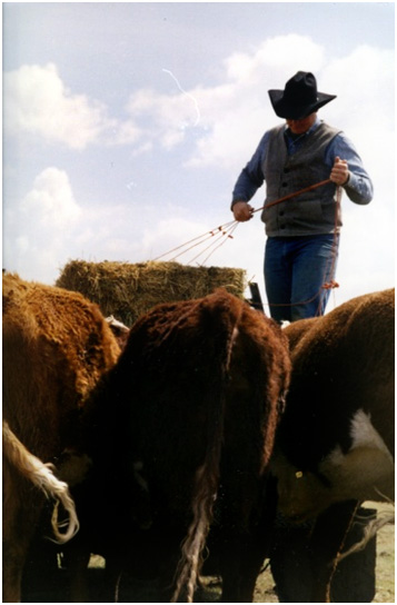Feeding cattle in Sublette County Wyoming to humanely care for animals and livestock.