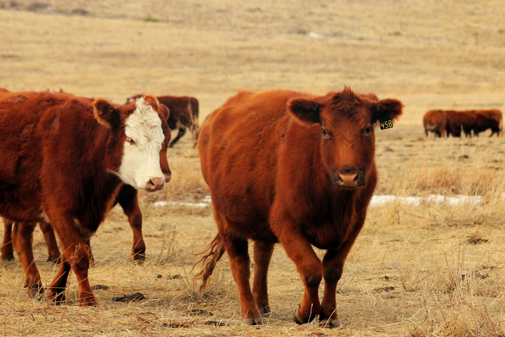 Ranchers move cattle to different locations throughout the year to utilize all possible grazing opportunities