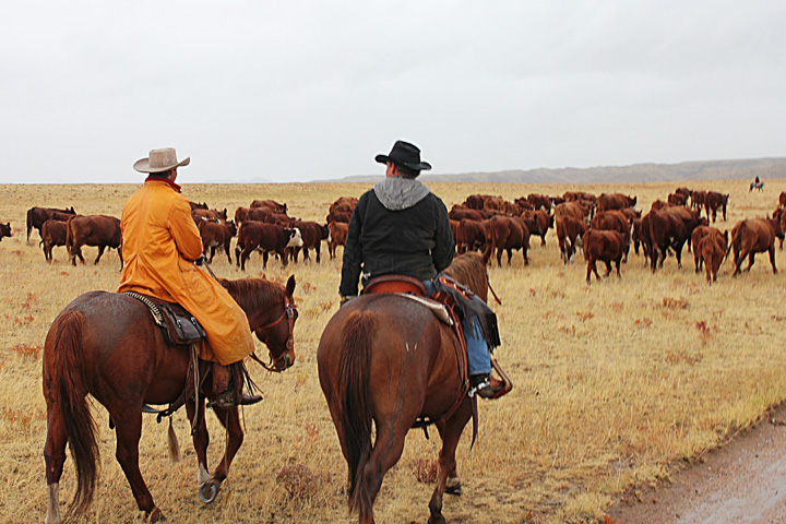 Cowboys on horseback trail their cattle in Wyoming.