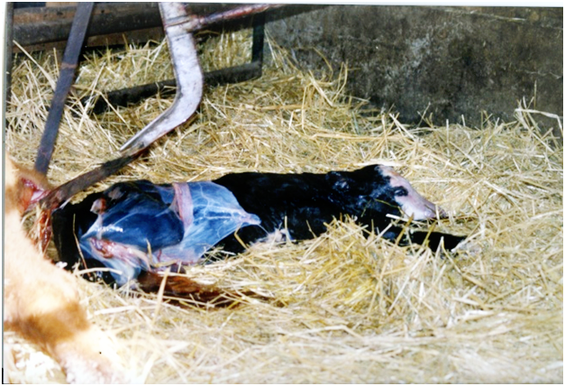 Calf just pulled from the mother cow by a rancher with pullers.