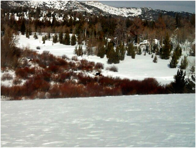 RealRanchers Jim and Timmery Hellyer rescue a stray heifer cow from a wintery situation in Fremont County Wyoming.
