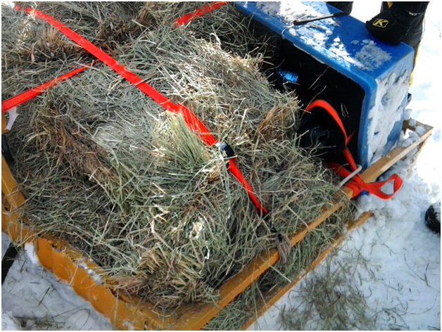 RealRanchers Jim and Timmery Hellyer rescue a stray heifer cow from the mountains in Wyoming by strapping her to a snow sled