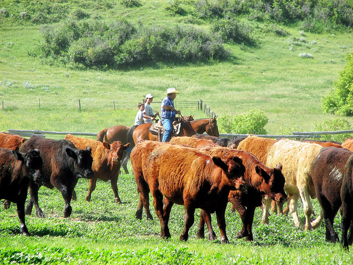 Ranching family in Sheridan, Wyoming moving cattle to properly manage rangeland health. Cattle production makes up 61% of Wyoming's ag economy. Crystal Lawrence Photo.