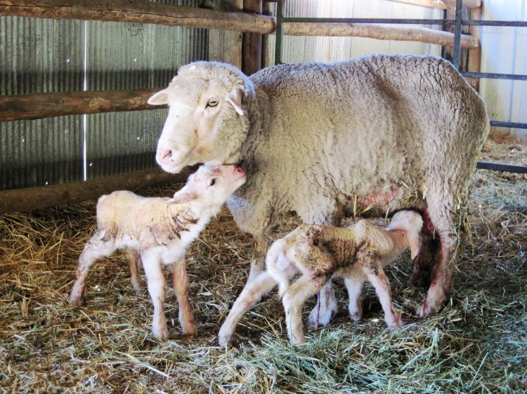 RealRancher Carla Crofts shares the sadness a mother ewe feels when she loses one of her baby lambs.