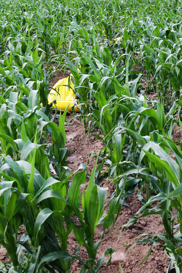 Rolling through the field Farmers in Wyoming explain the use of plastic ditch in their irrigation systems