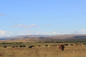 Teichert Angus on the Wyoming Angus Tour
