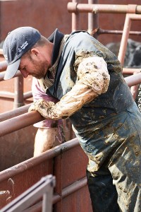 Dr. George Harty "preg-checks" cows and heifers on the TRH Ranch North of Lance Creek, Wyoming.