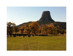 Fall Autumn Devils Tower Cattle