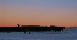 Feeding hay in winter in Wyoming
