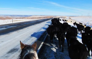 Trailing cattle along the road