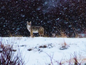 Blogging about gathering cattle in Wyoming