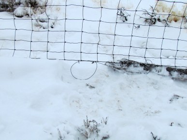 The snares trap coyotes crawling through the fence