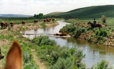 RealRancher Albert Sommers (Jonita Sommers' Brother) trails the bulls back home near Pinedale, WY.