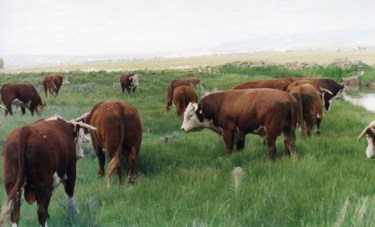 RealRancher Jonita Sommers talks about working with Hereford bulls in Wyoming