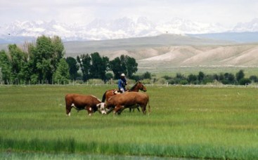 These Hereford bulls fight with each other in Pinedale, WY while Dan Metz moves them to where they're supposed to be.