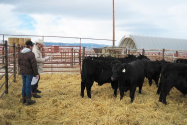 RealRanchers Rob & Carla Crofts look at bulls for sale by Redland Angus at Buffalo Livestock Auction in Wyoming. Ranchers buy new bulls to improve genetics in their herds.