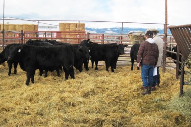 RealRanchers Rob & Carla Crofts took a family vacation to the Redland Angus Bull Sale in Buffalo, Wyoming this winter.