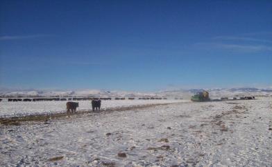 Fertilizer 2 RealRancher Kent Price feeds his cattle in the winter, alternating where the hay is placed in order to get better manure/fertilizer coverage