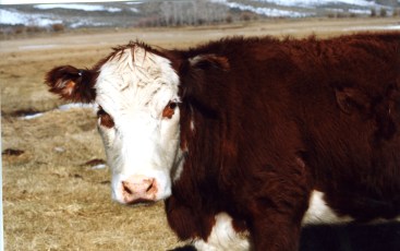 RealRancher Jonita Sommers tells the story of caring for bum calf Gertie. Here she is all grown up.