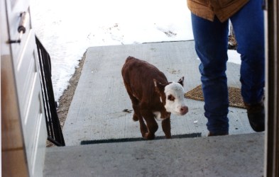 RealRancher Jonita Sommers tells the story of taking care of bum calf Gertie. She stayed in the house until she was strong enough to be outdoors.