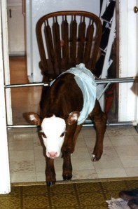 Bum calf Gertie stands in the utility room wearing a diaper to control the mess.