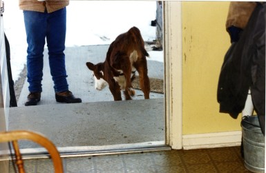 RealRancher Jonita Sommers tells the story of caring for bum calf Gertie.