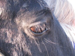 The Good Mama Blues by Ondi Shepperson Ondi Shepperson's blog post "The Good Mama Blues" at http://olshepp.wordpress.com/