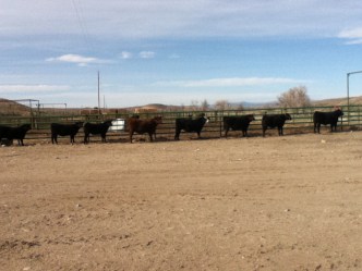 RealRancher Katie Keith discusses the importance of preparing her cows for the show ring