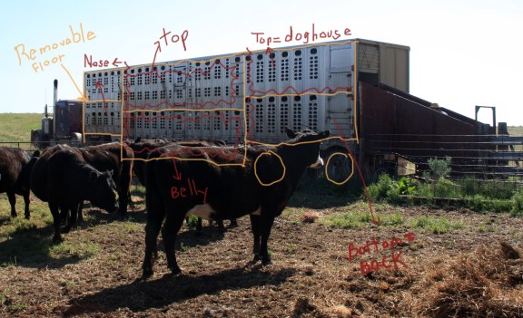 RealRancher Heather Hamilton talks about how to move cattle from place to place when cattle drives aren't an option.