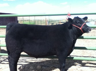 RealRancher Katie Keith shows off her handy work with getting a cow ready for the show ring.