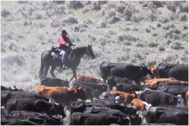 Ranchers move their cattle to public lands allotments to graze in Western Wyoming.