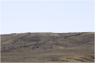 Ranchers move their cattle to public lands allotments to graze in Western Wyoming.