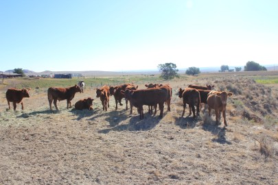 Mackey's calves Calves waiting for water on the Mackey Ranch