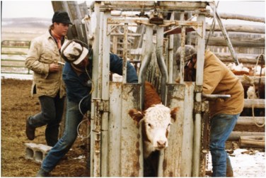 Jamie Swain and Albert Sommers vaccinating and Charles Price putting a pour-on parasite control on a calf.Ranchers in the Green River Valley of Wyoming work together to perform fall cow work, which includes vaccinations. 