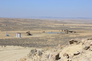 Oil well, water pit and cattle 