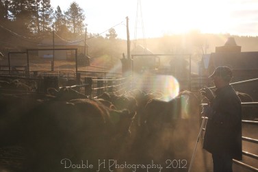 RealRancher Heather Hamilton of Double H Photography from Lance Creek, Wyoming shares how doctoring cattle relates to doctors visits for us.