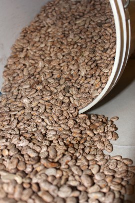 Beans Spilling Out of Bucket