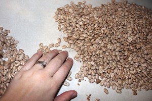 Sorting Beans from Rocks
