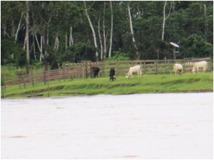 Cattle along the Amazon River near Manaus, Brazil