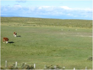 Cattle and sheep on range outside Punta Arenas, Chile