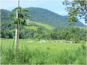 Cattle near Paraty, Brazil