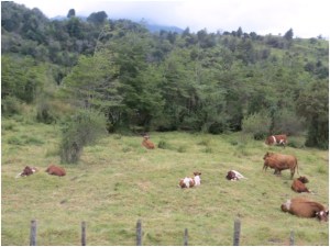 Cattle on northern Patagonia near Puerto Chacabuco, Chile