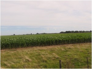 Corn near Montevideo, Uruguay