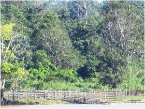 Corral with chute to load cattle onto barge on the Amazon River near Parintin, Brazil